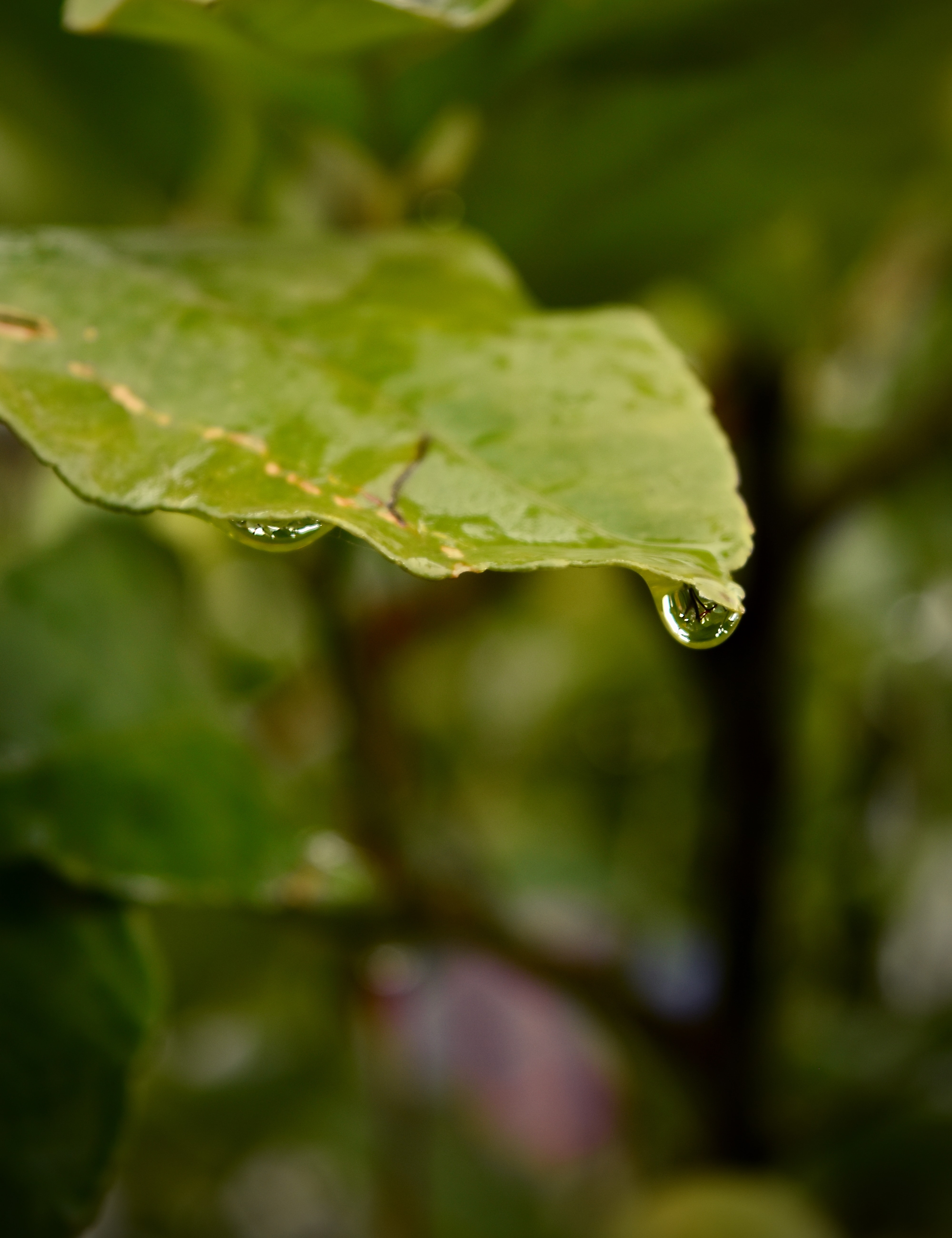 Gota de água em folha verde