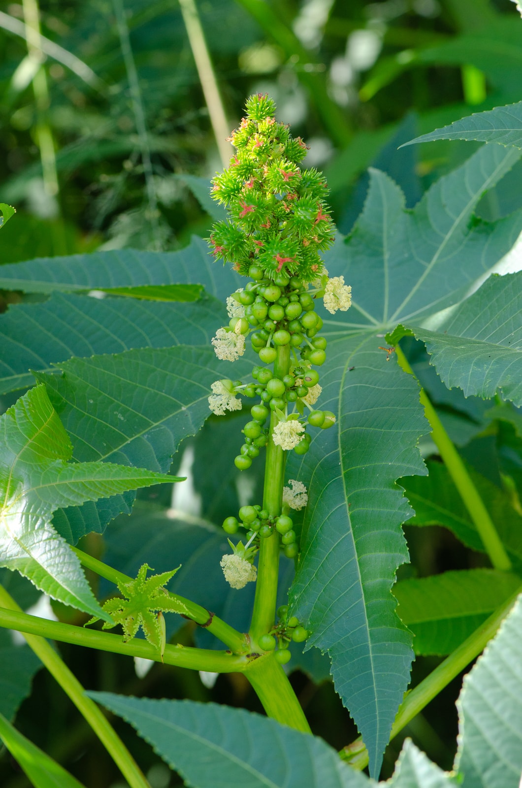 Pé de mamona (Ricinus communis) com folhas e cápsulas